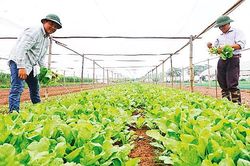 Hà Nội phát huy vai trò của các hợp tác xã