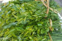 Món ngon từ rau rừng