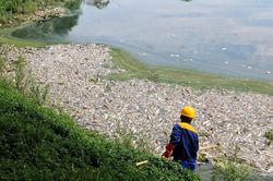 Cá chết trắng hồ Yên Sở, mùi hôi tanh bốc lên nồng nặc