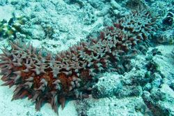 Giải mã loạt khả năng khó tin nổi của động vật
