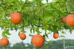 Nghệ An: Gấc dược liệu trồng theo phương pháp organic đạt giá trị 1,2 tỷ đồng/ha