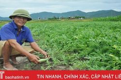 Trồng dưa trái vụ, nông dân Cẩm Lạc thu lãi hơn 10 triệu đồng/sào