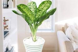 Khám phá bất ngờ cây danh dự có nhiều ở Việt Nam
