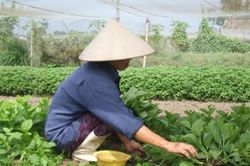 Thời tiết thất thường, nhiều loại rau xanh tăng giá mạnh