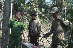 Khai thác hàng chục mét khối gỗ, bốn người bị bắt