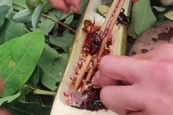 Video ăn bọ sống ở rừng núi gây xôn xao