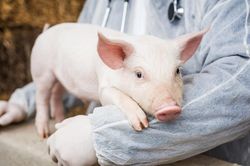 Có thể ghép thận và tim lợn cho người