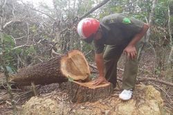 Bắt quả tang nhóm đối tượng chặt gỗ rừng trái phép ở Đác Lắc