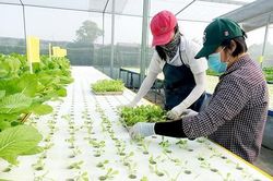 Đào tạo nghề trồng rau thủy canh công nghệ cao
