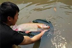 Sự thật độc đáo về 'cá vua' của người Tây Bắc