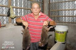 Cần Thơ: Lão nông miền Tây thành tỷ phú nhờ nuôi dúi