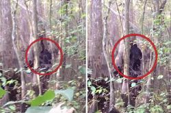 Xuất hiện video 'rõ nét nhất' về sinh vật nghi là Bigfoot