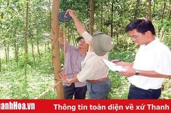 Toàn tỉnh trồng mới và chuyển hóa được 45. 500 ha rừng gỗ lớn