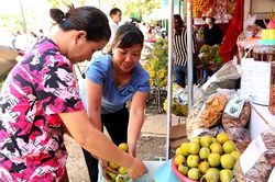 Hồng không hạt Tân An vào vụ thu hoạch