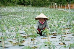 Khi tín dụng chính sách không còn là 'vốn mồi'… (Bài 2)