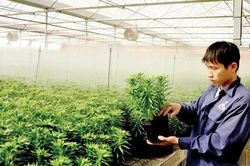 TP.HCM đưa vào sản xuất 55 giống cây trồng mới