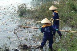 Nguyên nhân cá chết hàng loạt nổi trắng hồ Yên Sở ở Hà Nội