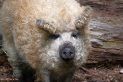 'Báu vật quốc gia' của Hungary: Giống lợn Mangalica lông xoăn nổi tiếng