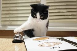 Mèo 'IQ vô cực' biết ấn chuông gọi đồ ăn