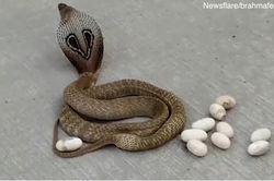 Chuyện thật như đùa: Rắn hổ mang ngẫu hứng đẻ trứng trên đường phố
