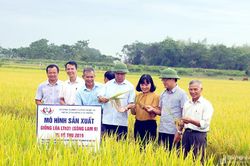 Giống lúa Sông Lam 9 đạt năng suất trên 60 tạ/ha trong vụ hè thu 2019