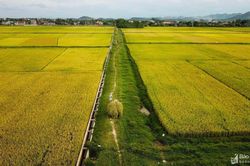 Náo nức mùa vàng trên quê Bác
