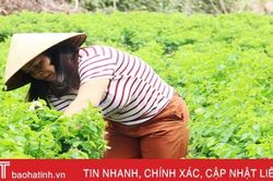 Hơn 144 tỷ đồng giúp người dân vùng bãi ngang Hà Tĩnh phát triển kinh tế