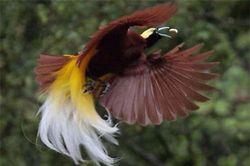 Khám phá loài chim thiên đường bản địa của New Guinea