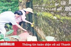 Nỗ lực phòng chống bệnh sốt xuất huyết
