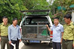 Trăn gấm quý hiếm dài 4m bò vào khu dân cư giữa thành phố để săn gà