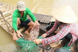Đồng Tháp: Nguồn cung cá đồng khan hiếm, giá bán tăng tới 40%