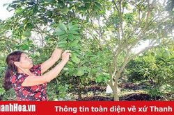 Phát triển kinh tế trang trại ở thị xã Bỉm Sơn