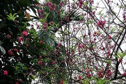 Kỳ lạ, hoa đào nở khi chớm thu