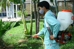 Nguy hiểm sốt xuất huyết, kiến ba khoang