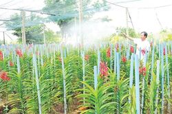 Bình Chánh chuyển dịch cơ cấu kinh tế nông nghiệp theo hướng nông nghiệp đô thị