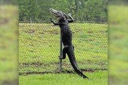 Cá sấu trèo hàng rào 2 mét rồi lầm lũi vào căn cứ quân sự Mỹ