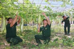 Chính trị - Xã hội An ninh - Quốc Phòng Biến đất bạc màu thành vùng tăng gia sản xuất hiệu quả