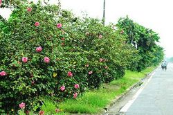 Hà Nội: Độc đáo con đường được phủ màu hồng bởi hoa dâm bụt
