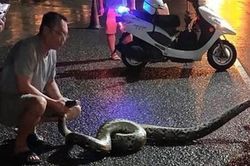 Mãng xà 'khủng' chạy ra đường, con người 'hết hồn hết vía', ngã lăn...