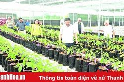 Huyện Ngọc Lặc ưu tiên tích tụ ruộng đất, phát triển nông nghiệp công nghệ cao