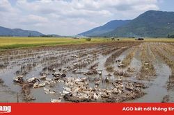 Chủ động ngăn ngừa lây lan cúm gia cầm