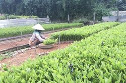 Cần tăng cường vận động nhân dân bảo vệ rừng