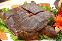 Ba ba rất ngon, giàu dinh dưỡng nhưng bạn cần phải biết điều này trước khi ăn kẻo rước bệnh vào người