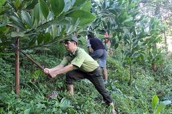 Tháo gỡ khó khăn trong công tác trồng rừng phòng hộ tại Ðiện Biên