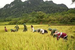 Giúp bà con đồng bào Rục thu hoạch lúa Hè Thu 2019