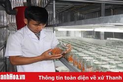 Lê Minh Trường và mô hình nuôi đông trùng hạ thảo