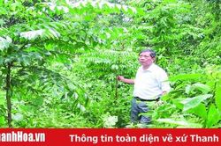 Khôi phục và phát triển rừng lim xanh