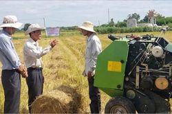 Kinh tế Nông nghiệp - Nông thôn Hạn chế lãng phí rơm rạ