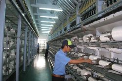 Sau cú sốc đầu đời, Sợi Thế Kỷ ung dung xuất ngoại