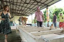 Chú chó Shiba Inu có gì đặc biệt mà được chọn vào vai 'cậu Vàng' của lão Hạc?
